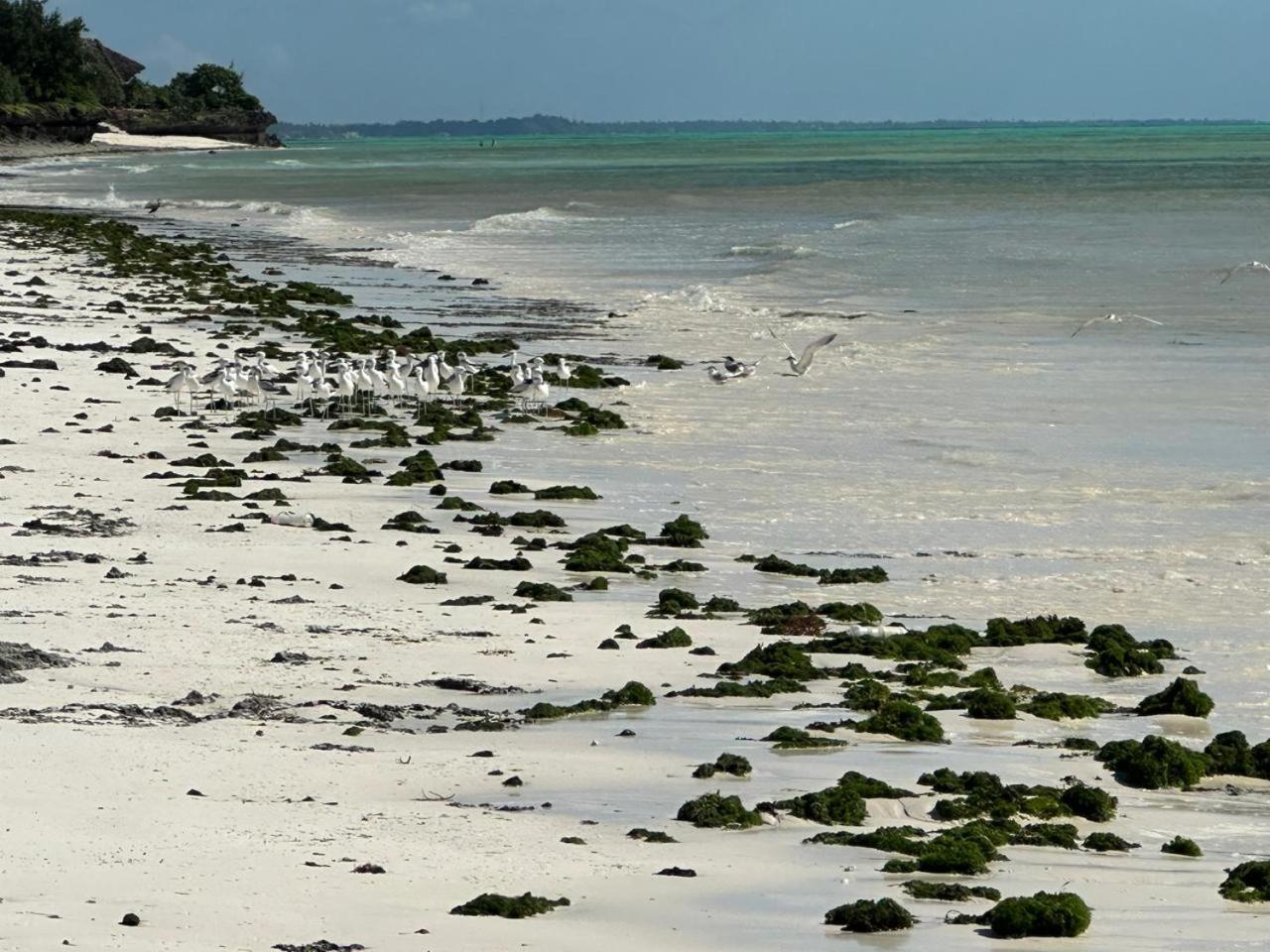 Villa Serenity, Tanzania Unforgettable Paje Exteriér fotografie